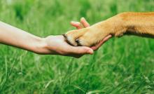 dog paw in human's hand