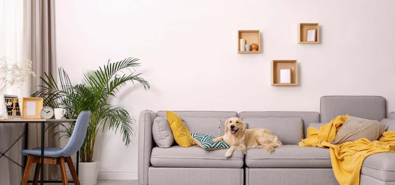 golden retriever on the couch in the summer