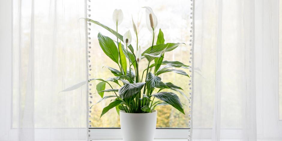 How is Indoor Air Quality Measured? blog header image