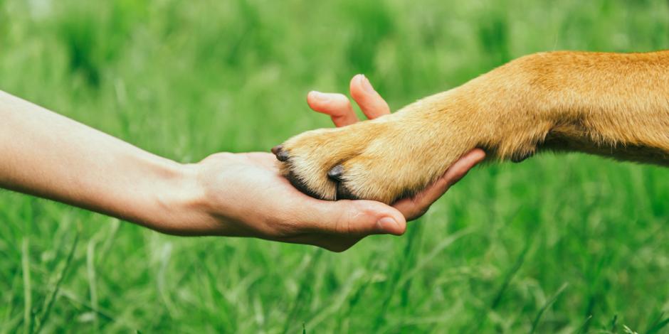 dog paw in human's hand