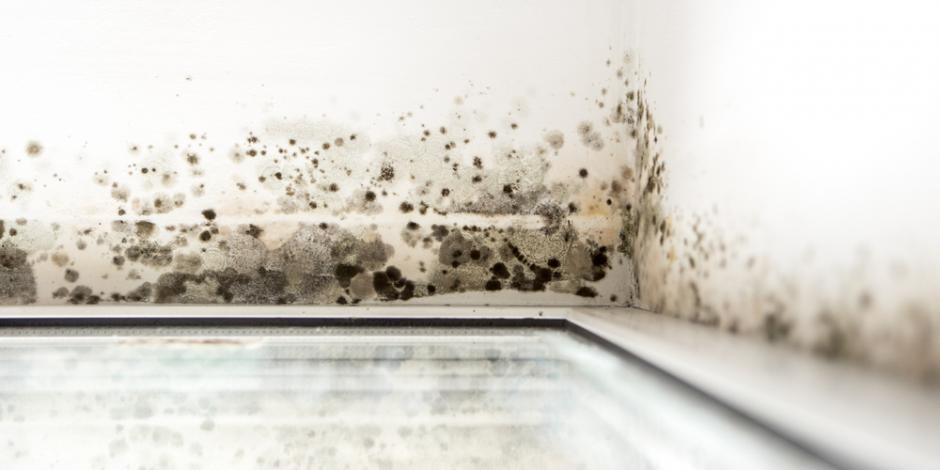 mold inside home on window