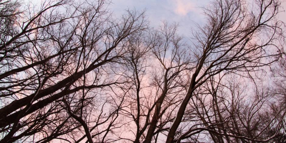 bare trees against a pink sky in Palos Heights IL